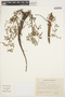 Indigofera asperifolia image