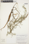 Indigofera asperifolia image