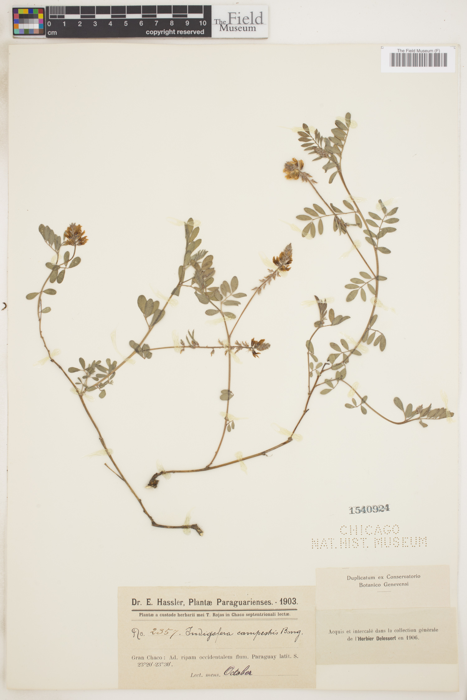 Indigofera campestris image