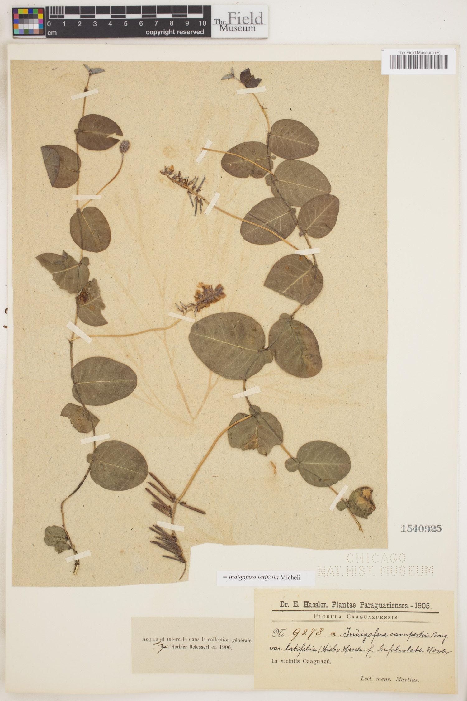 Indigofera latifolia image