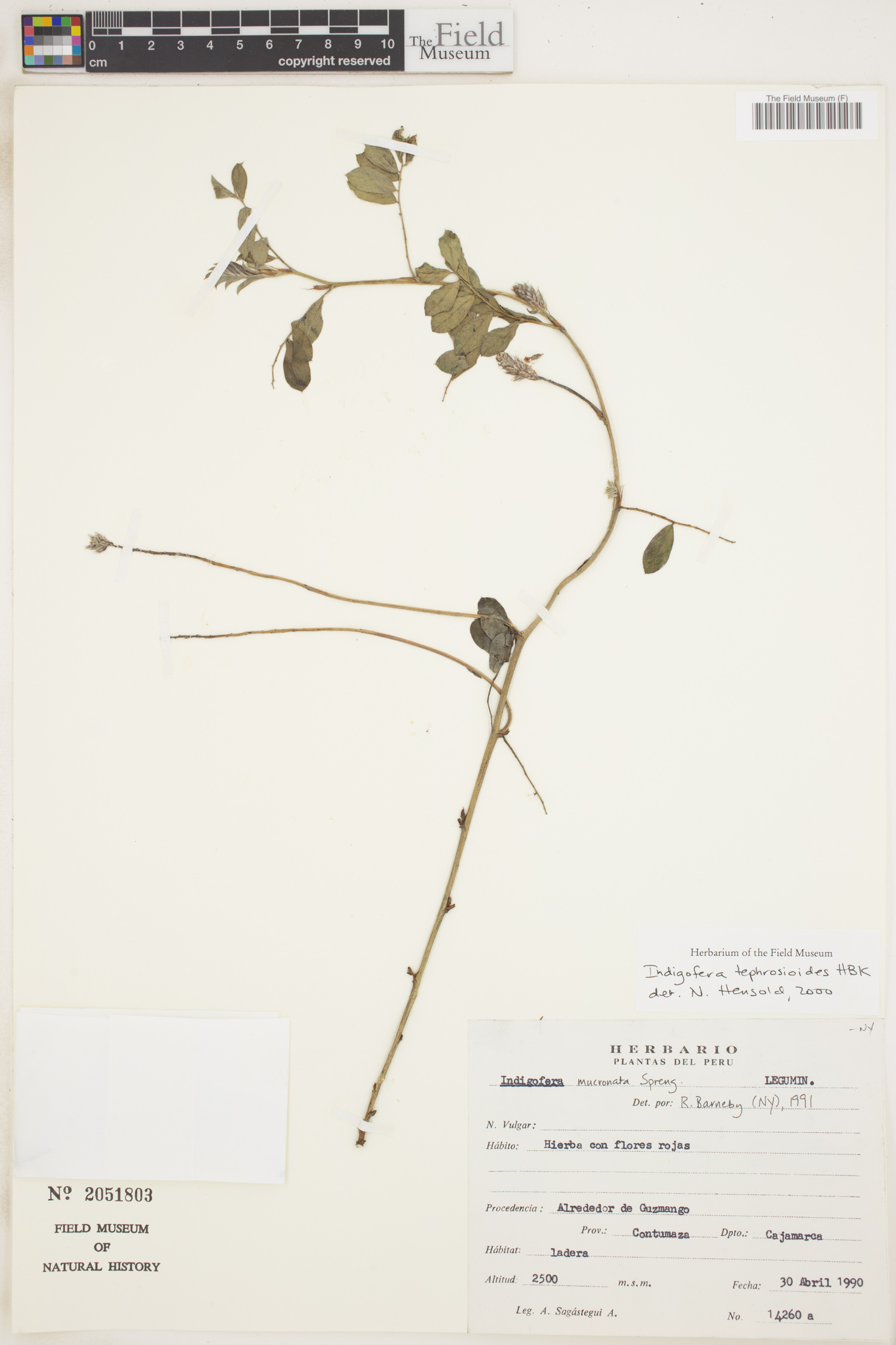 Indigofera tephrosioides image