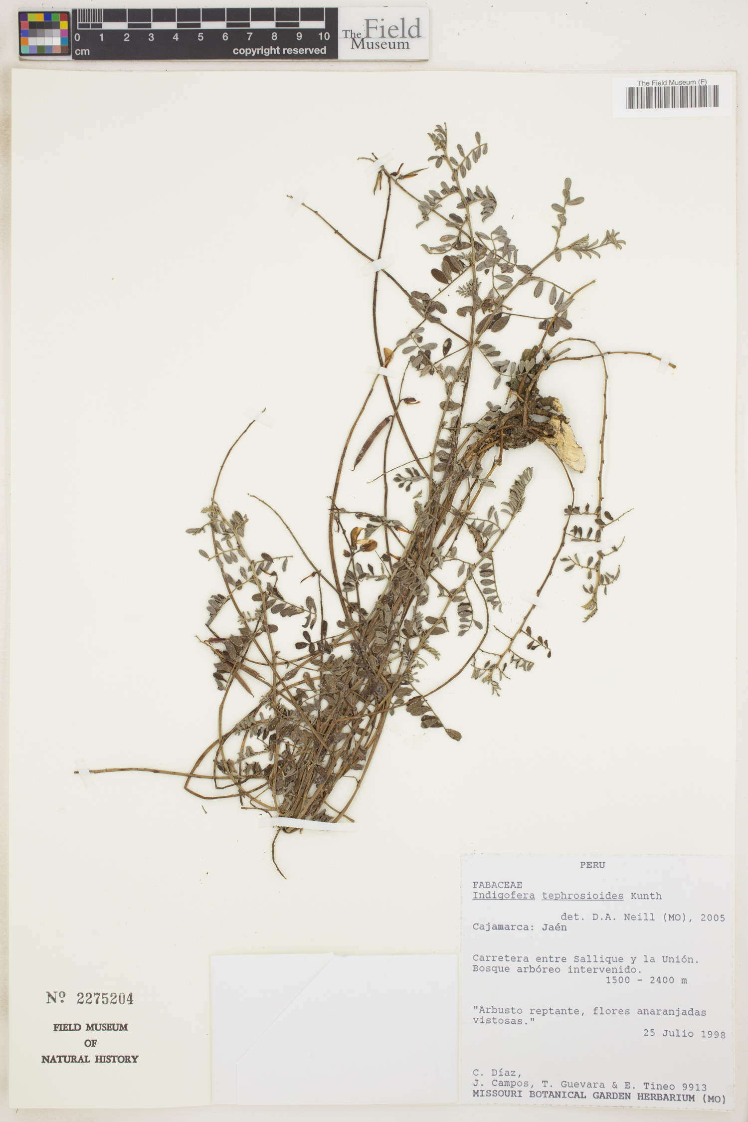 Indigofera tephrosioides image