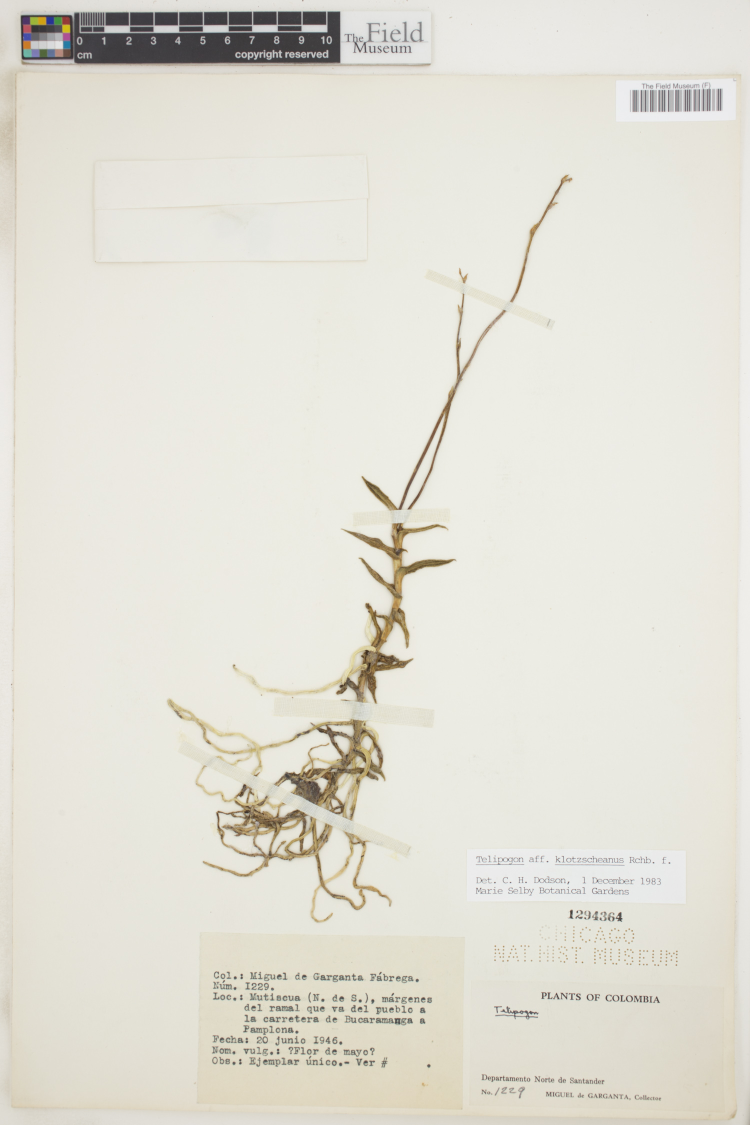 Telipogon klotzscheanus image