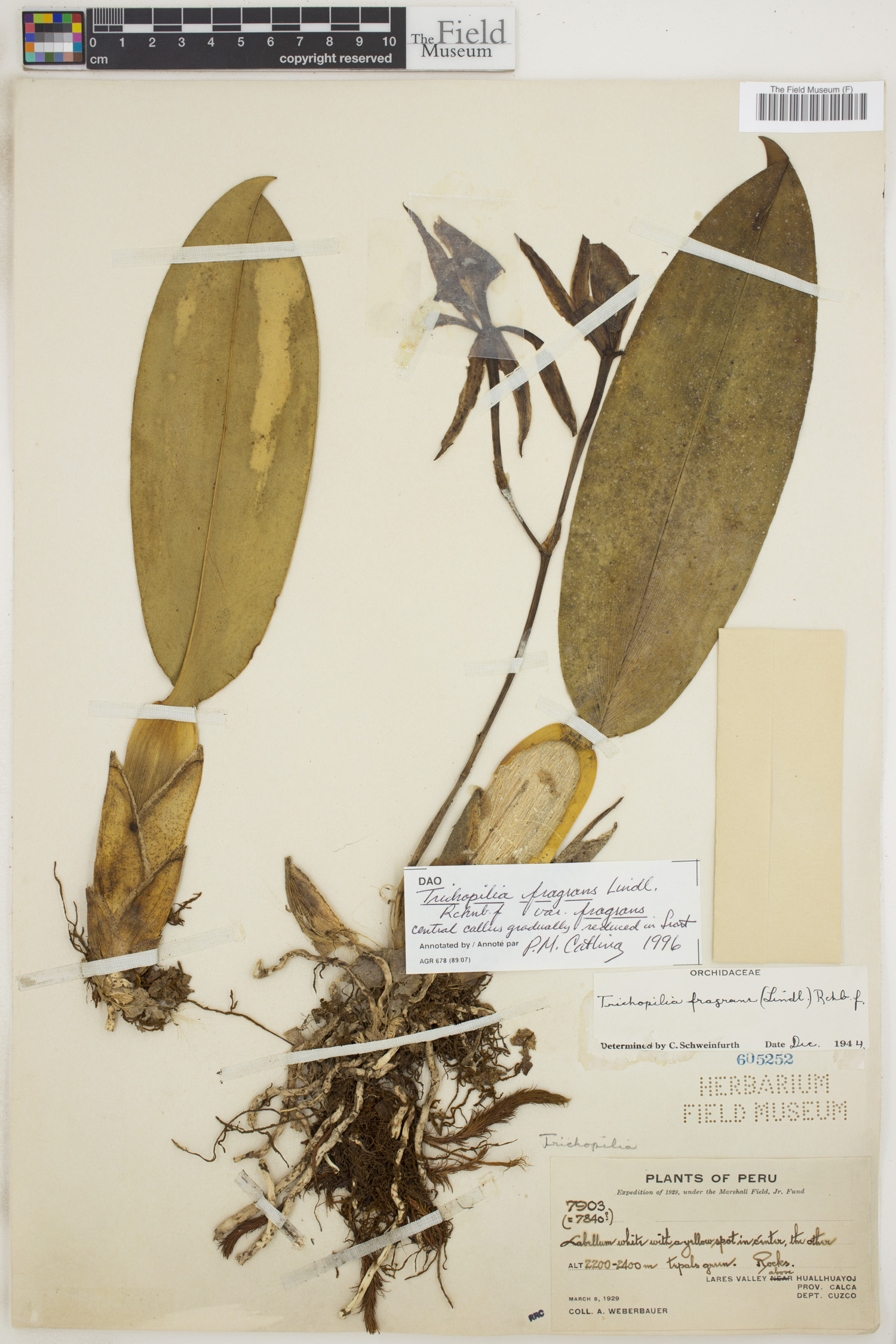 Trichopilia fragrans var. fragrans image
