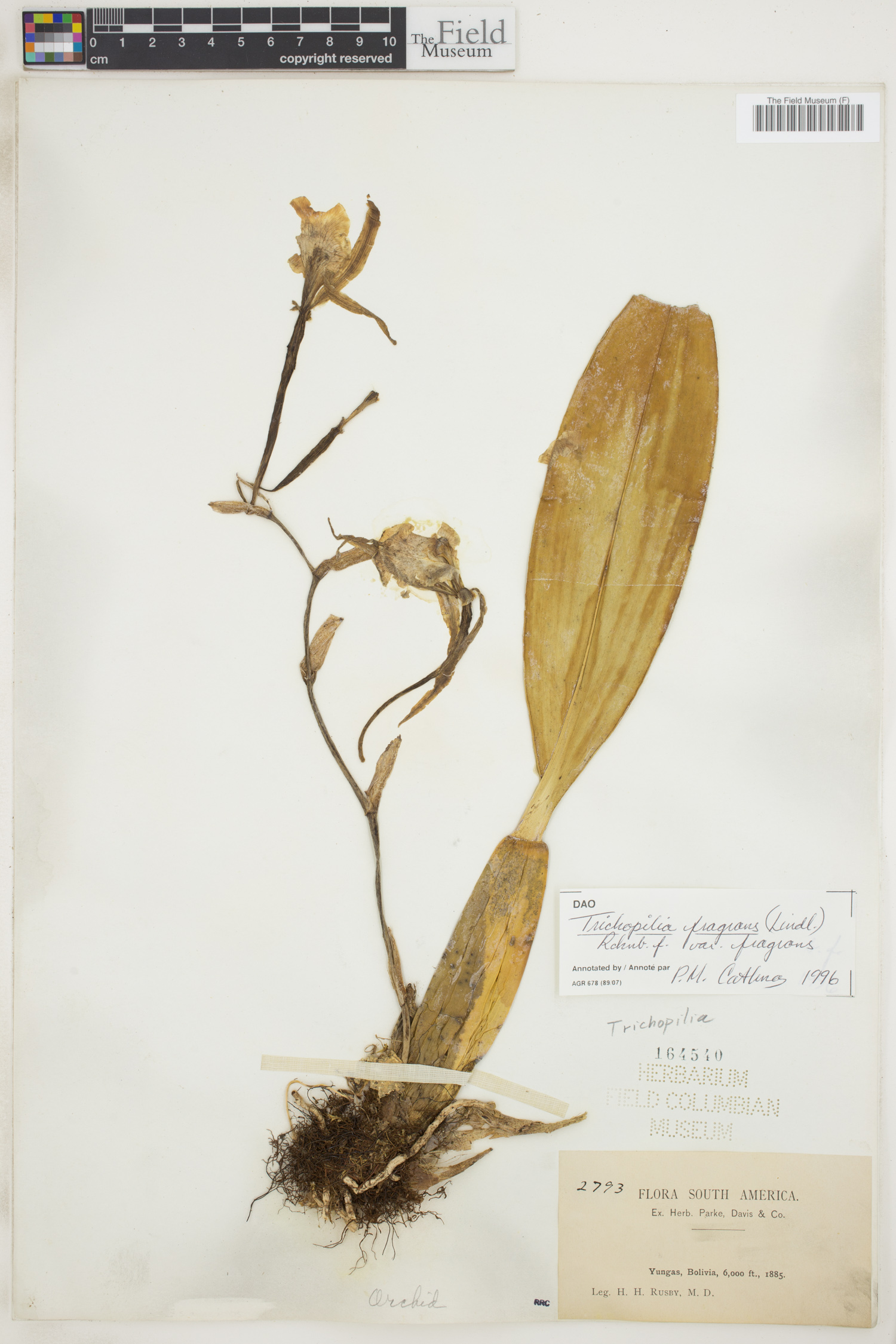 Trichopilia fragrans var. fragrans image