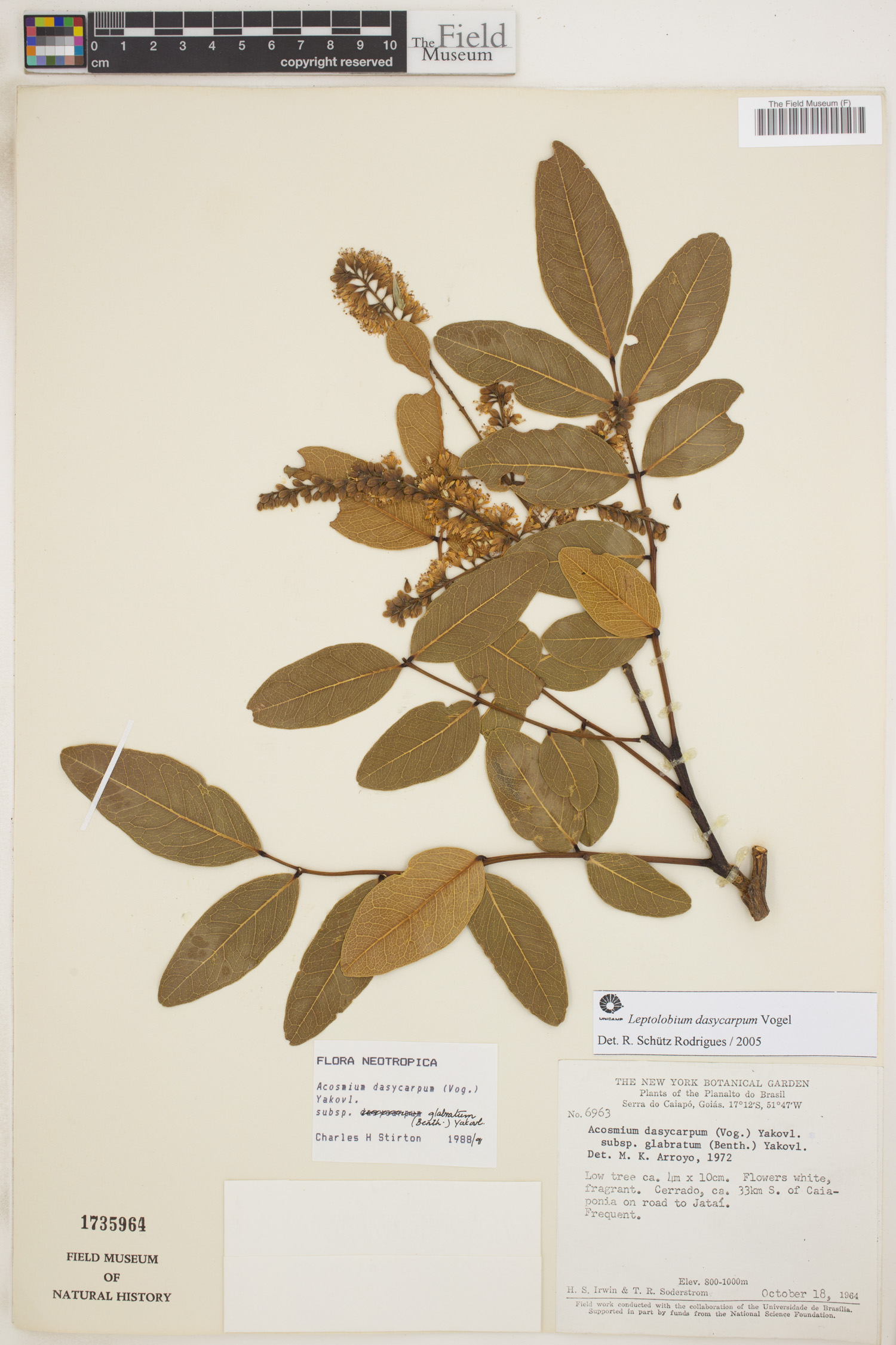 Acosmium dasycarpum image