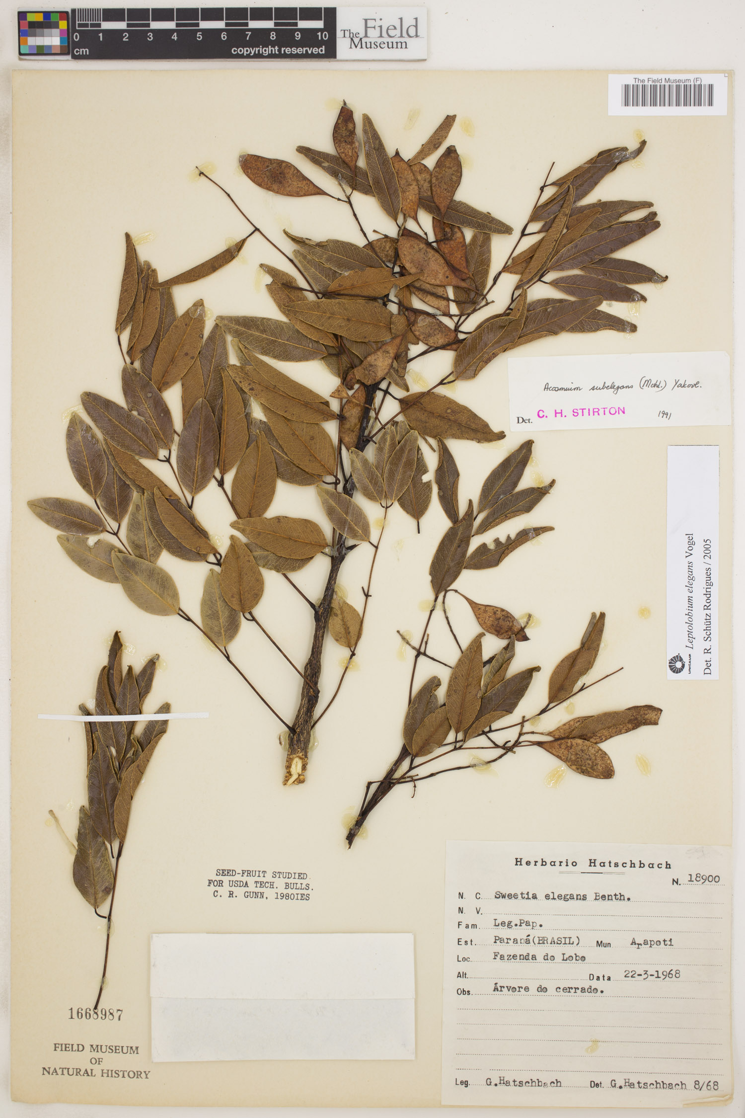 Acosmium dasycarpum subsp. glabratum image