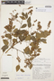 Acosmium dasycarpum subsp. glabratum image