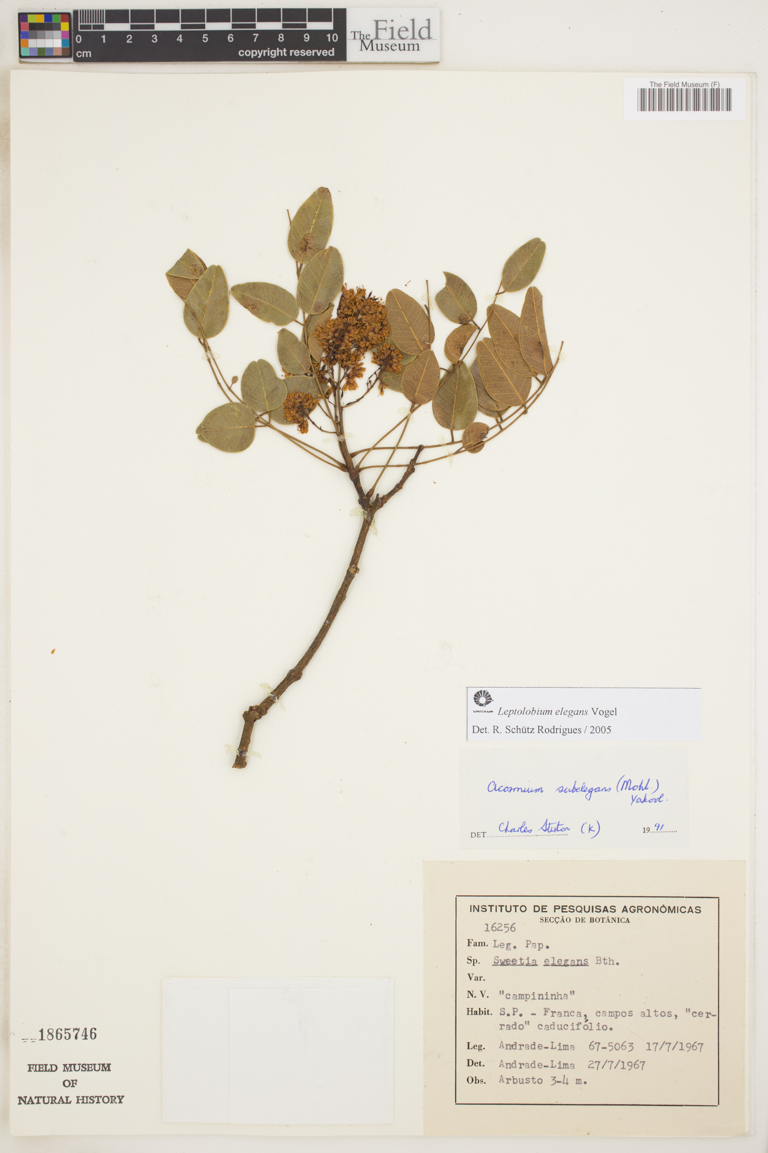 Acosmium dasycarpum subsp. glabratum image