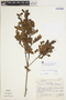 Acosmium lentiscifolium image