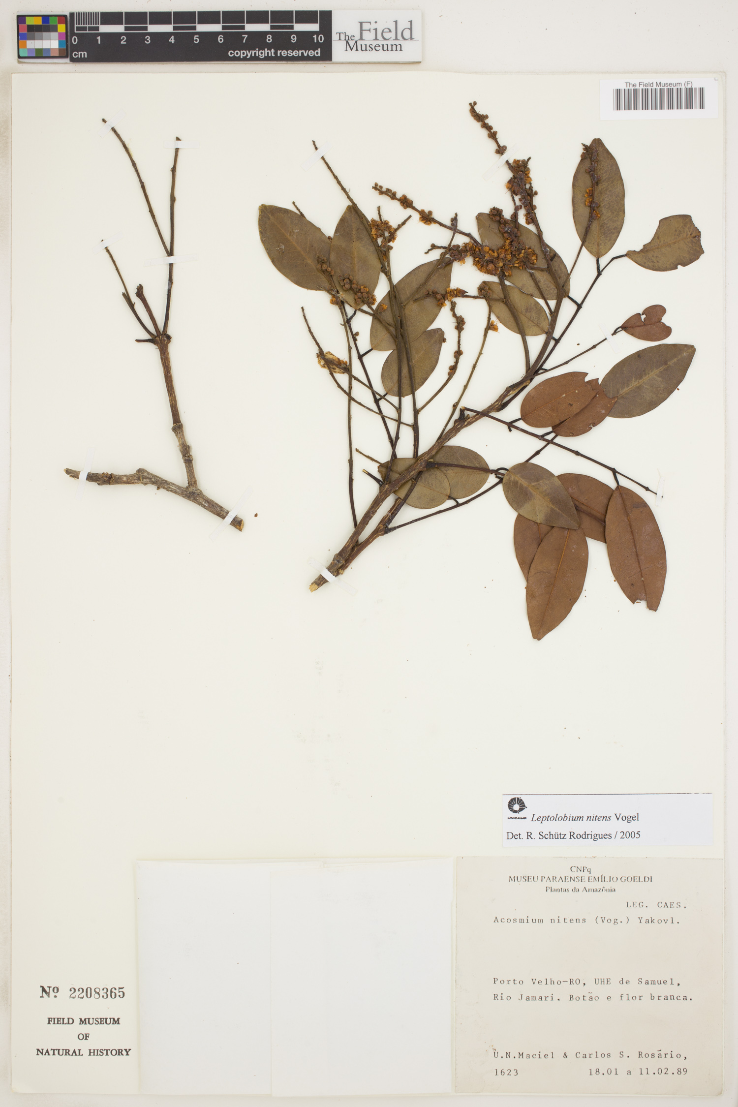 Acosmium nitens image