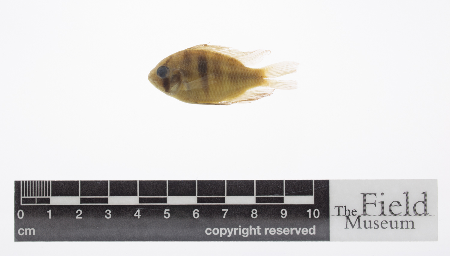 Ram cichlid (Mikrogeophagus ramirezi) — Cichlidae