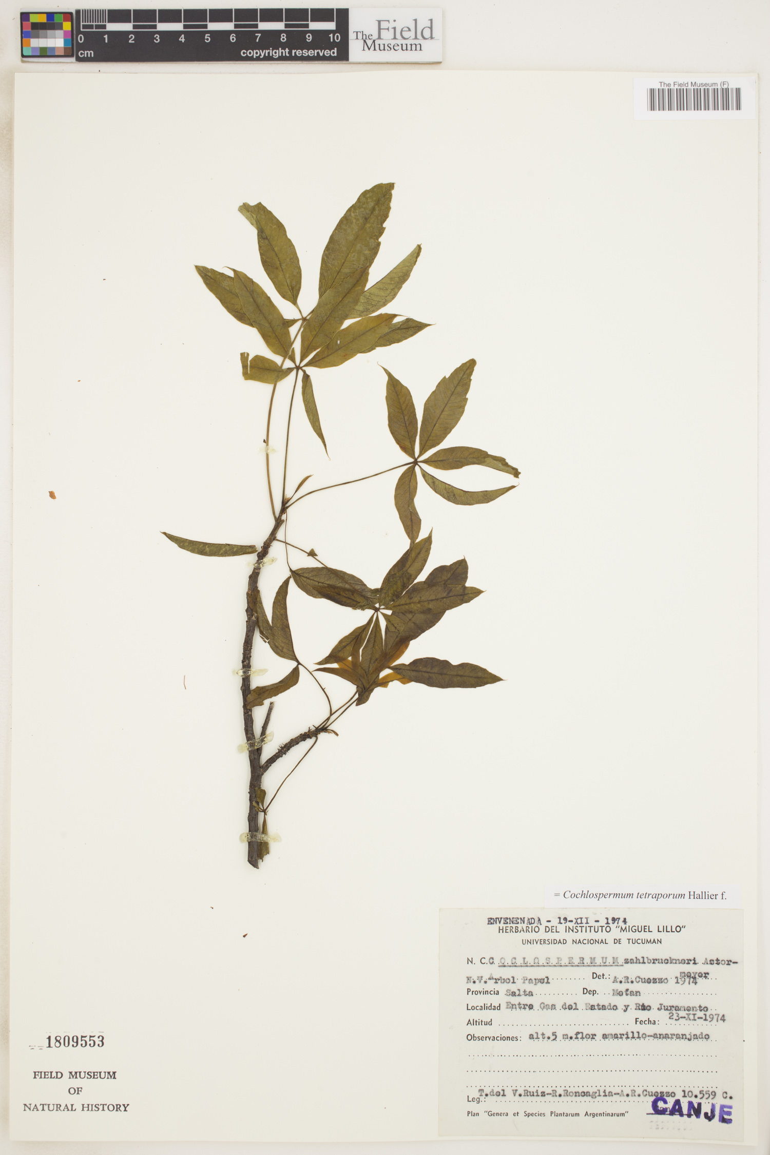 Cochlospermum tetraporum image