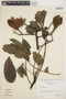 Cochlospermum orinocense image