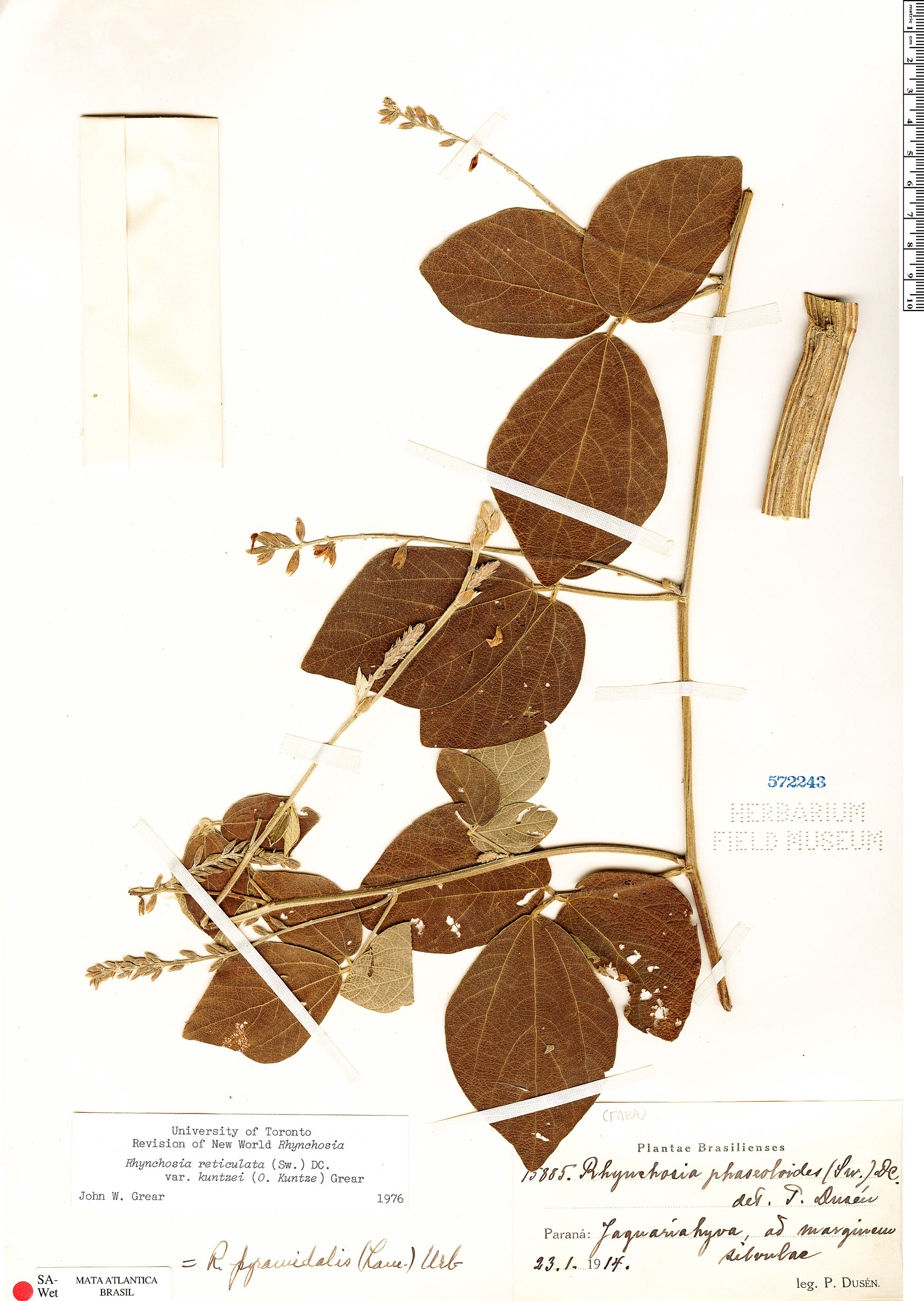 Rhynchosia reticulata var. kuntzei image
