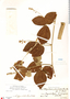 Rhynchosia reticulata image