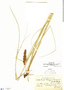 Carex feddeana image