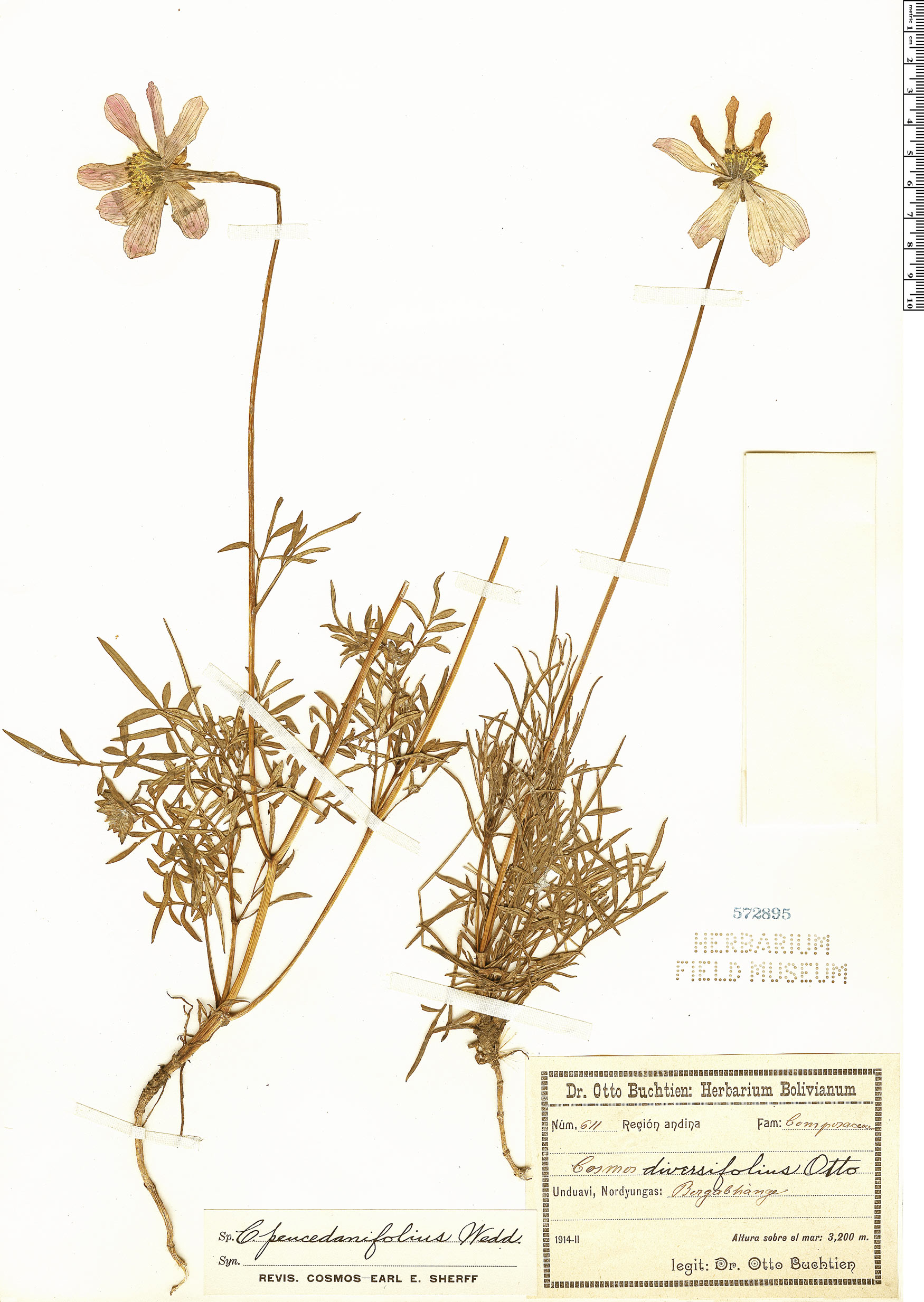 Cosmos peucedanifolius image