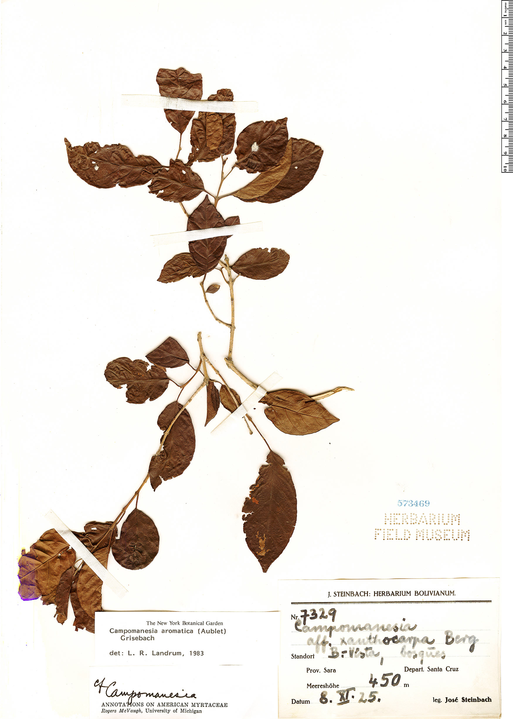 Campomanesia aromatica image