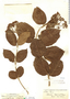 Viburnum pichinchense image