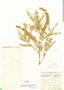 Prosopis pallida image