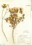 Chuquiraga parviflora image