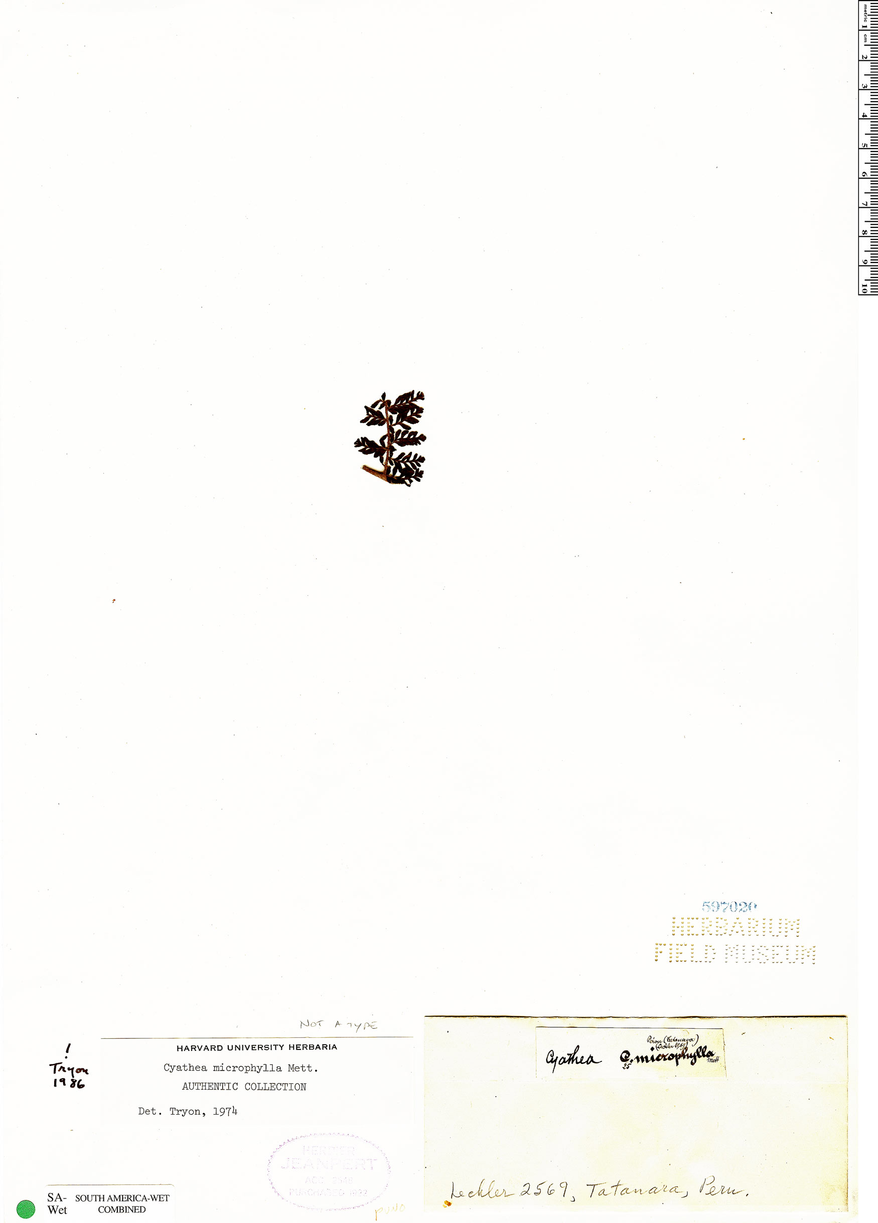 Cyathea microphylla image