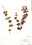 Scutellaria agrestis image