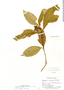 Psychotria colorata image