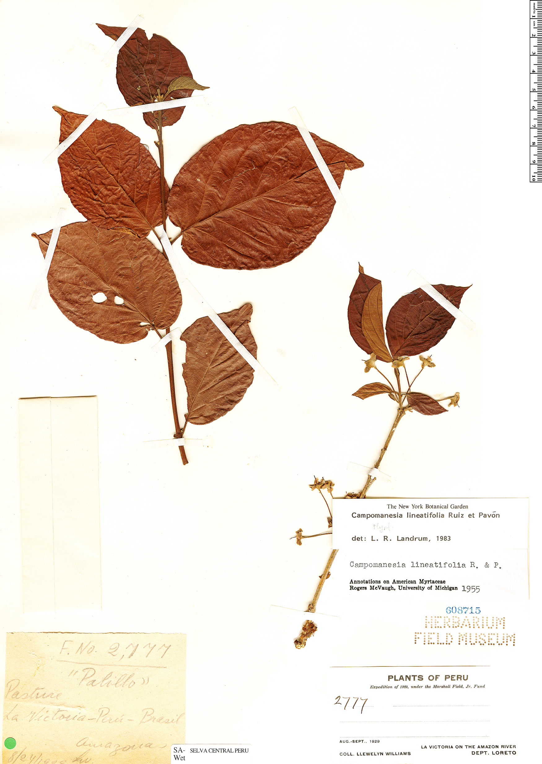 Campomanesia lineatifolia image