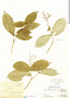 Coussarea sessilifolia image