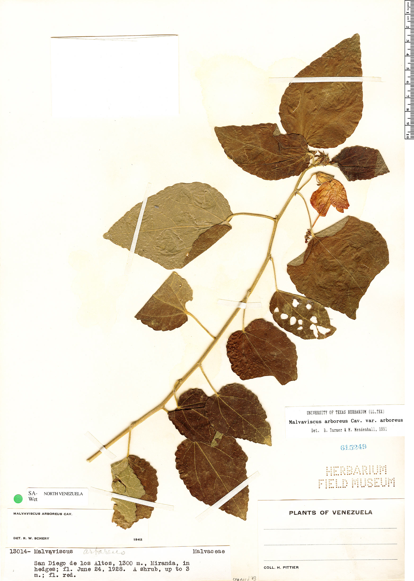 Malvaviscus arboreus image