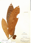 Naucleopsis ulei image