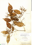 Calyptranthes crebra image