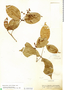 Calyptranthes crebra image