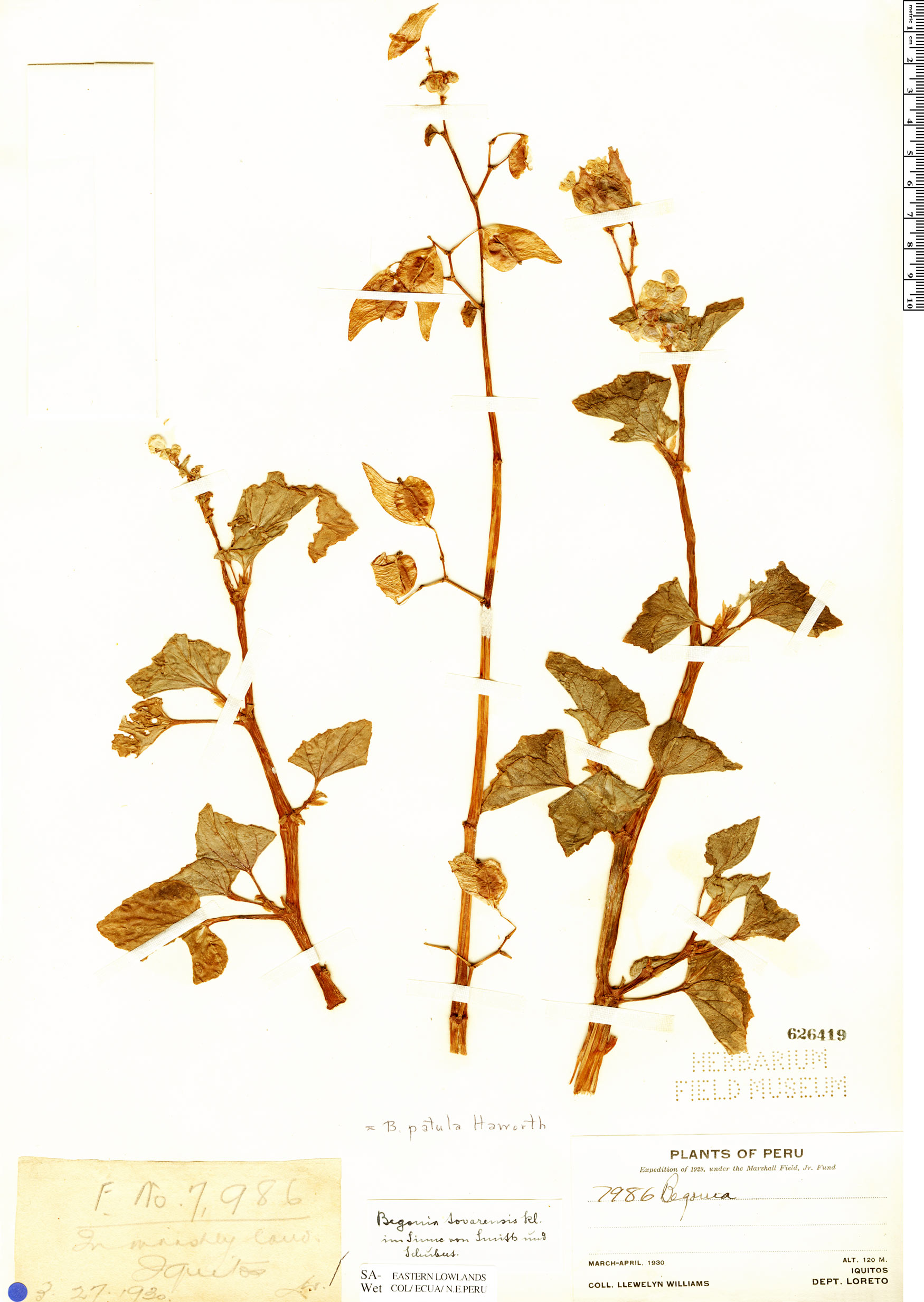 Begonia fischeri var. fischeri image