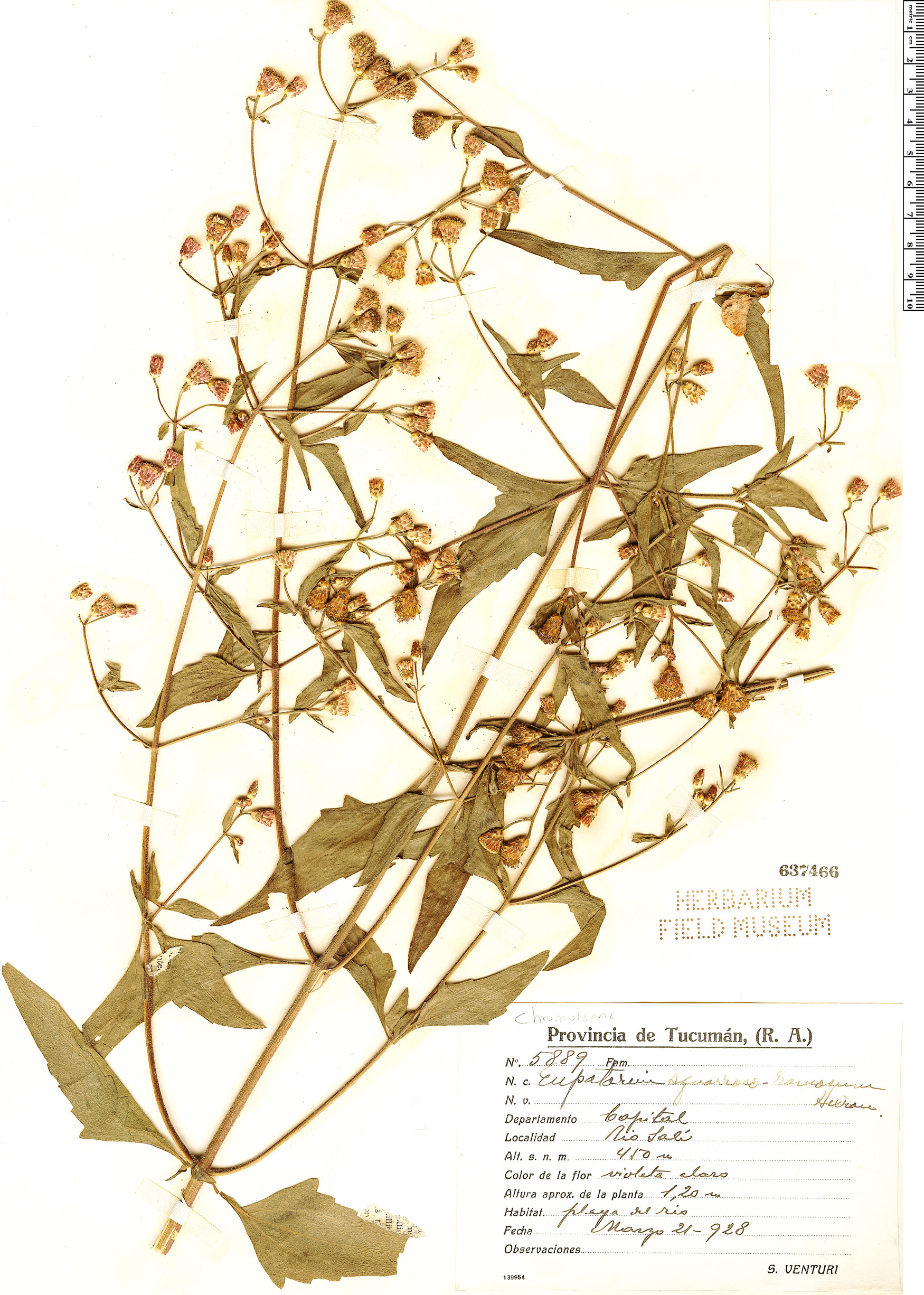 Chromolaena squarroso-ramosa image