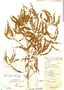 Terminalia amazonia image