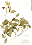 Psychotria suterella image