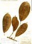 Ficus quichuana image