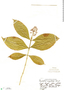 Psychotria capitata image