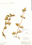 Calceolaria chelidonioides image