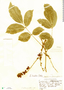 Lonchocarpus luteomaculatus image