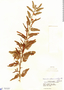 Chamaecrista nictitans var. pilosa image