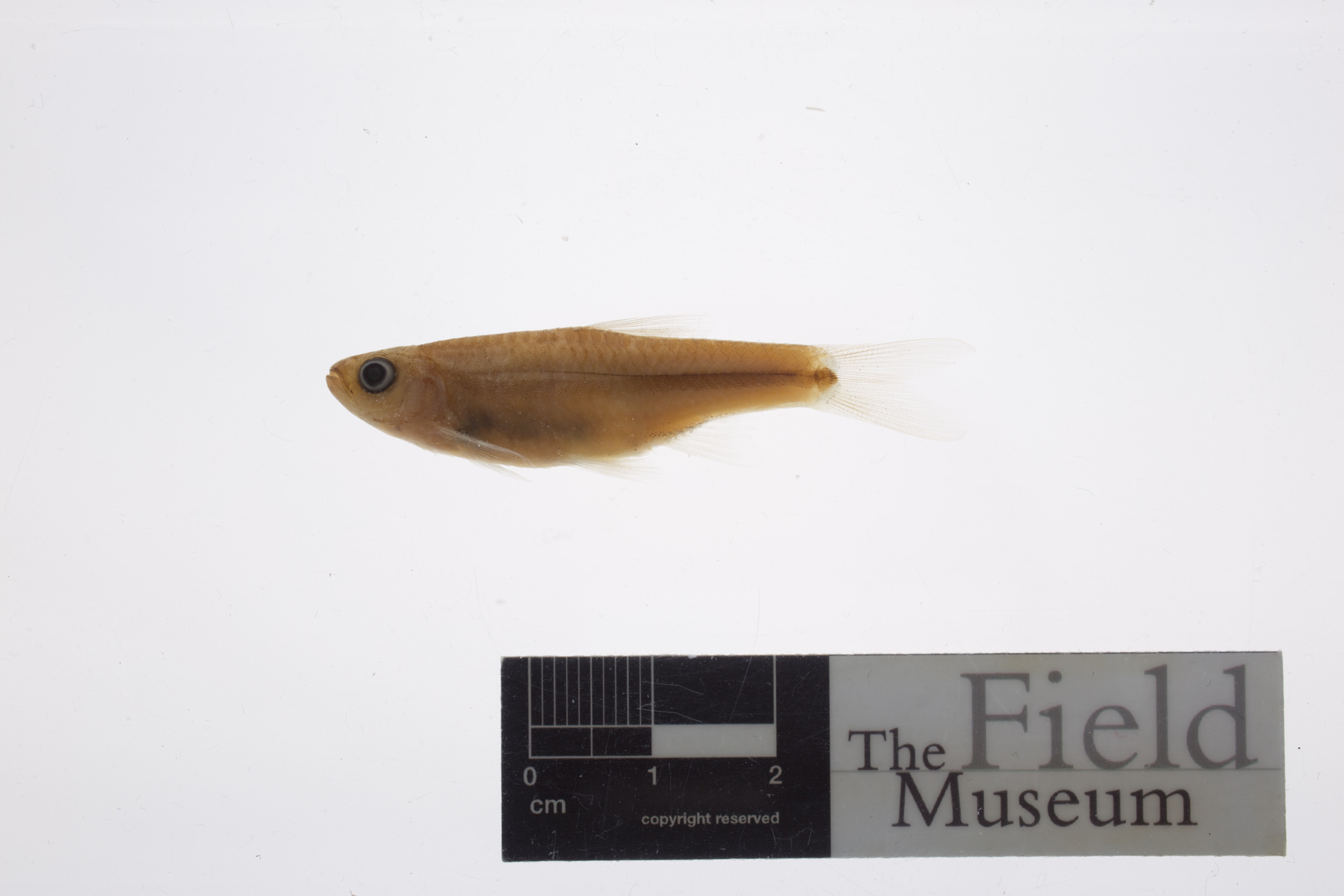Rutten's rasbora (Rasbora rutteni) — Cyprinidae