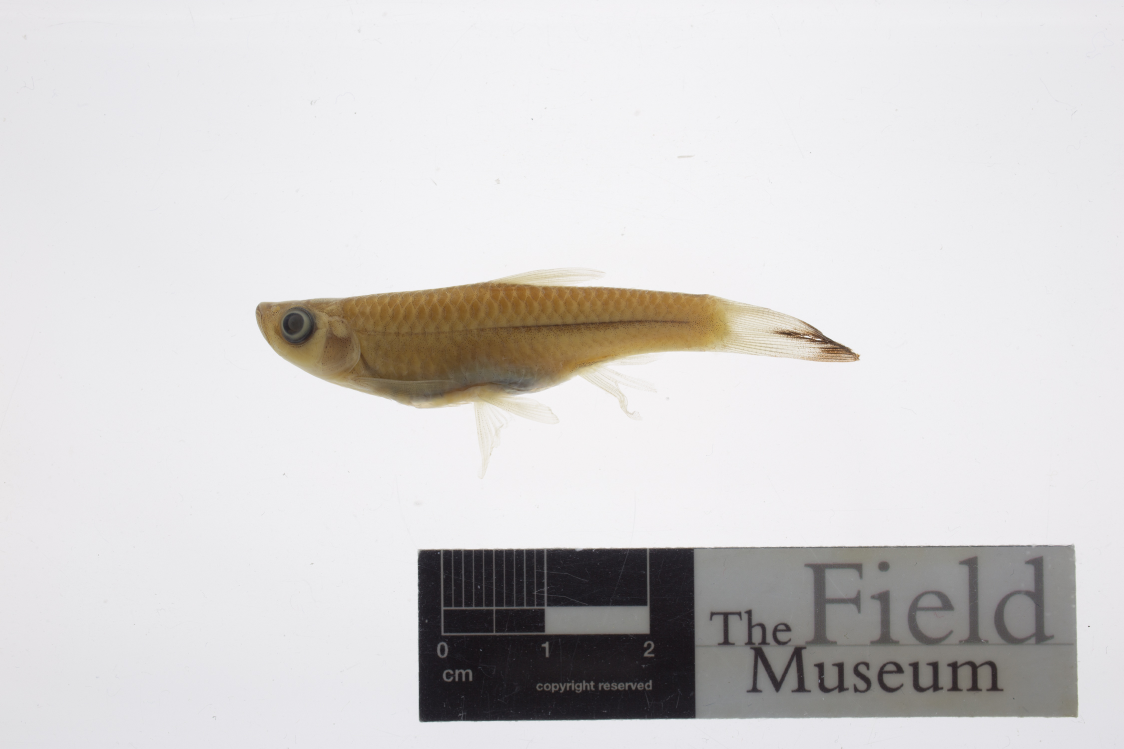 Rasbora sumatrana thumbnail