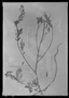 Mimosa camporum image