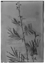 Mimosa cataractae image