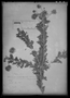 Mimosa cordistipula image