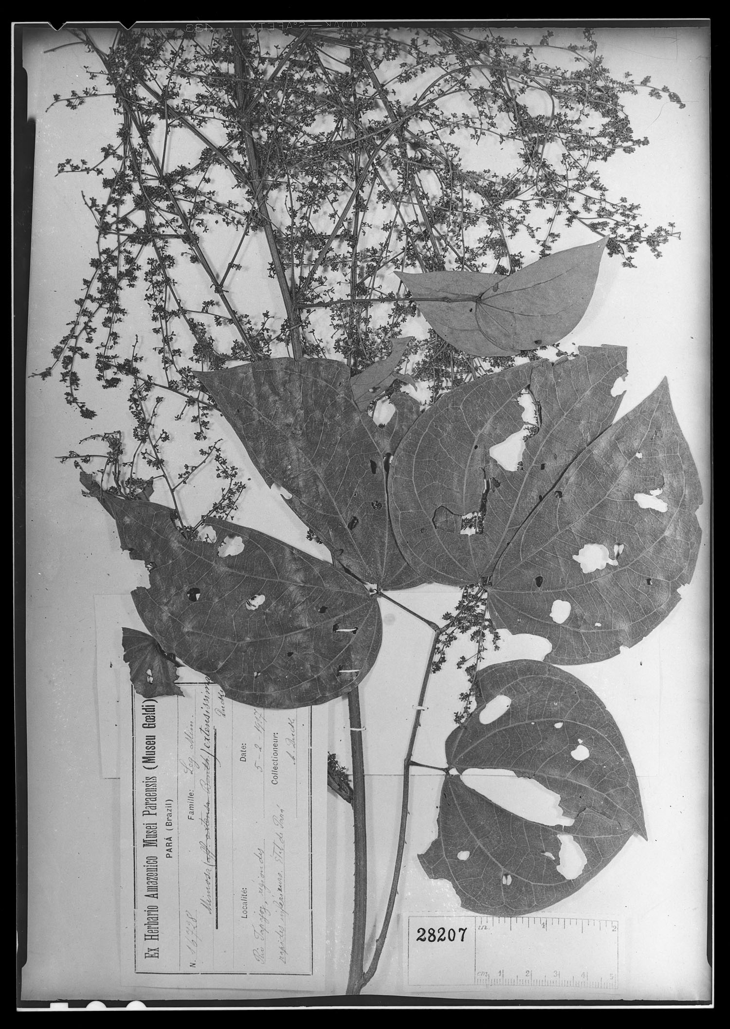 Mimosa extensissima image